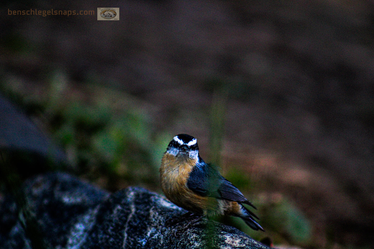 Color little Birdie