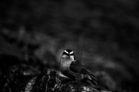 Black & White Little Birdie