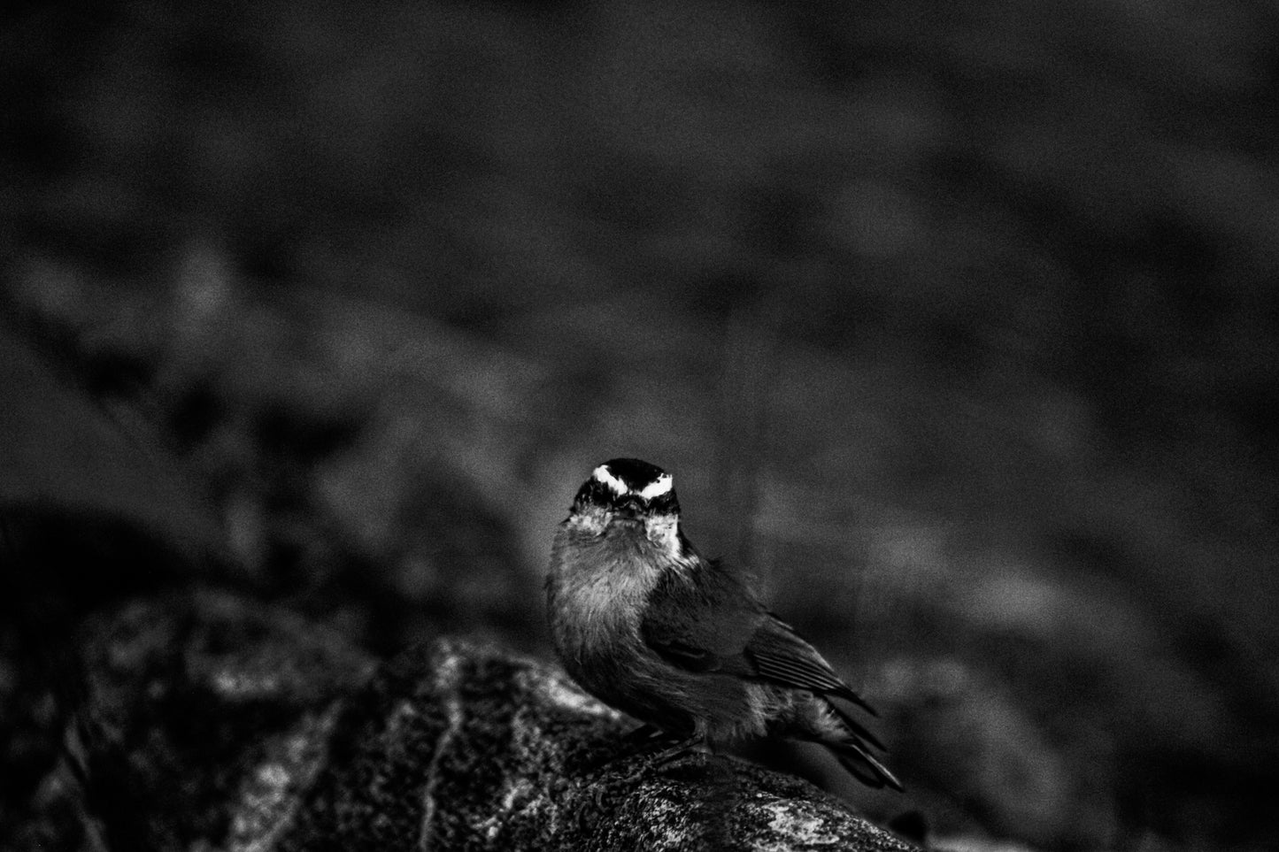 Black & White Little Birdie