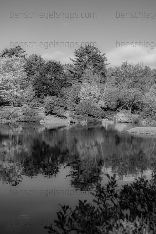 Black & White Garden Peace