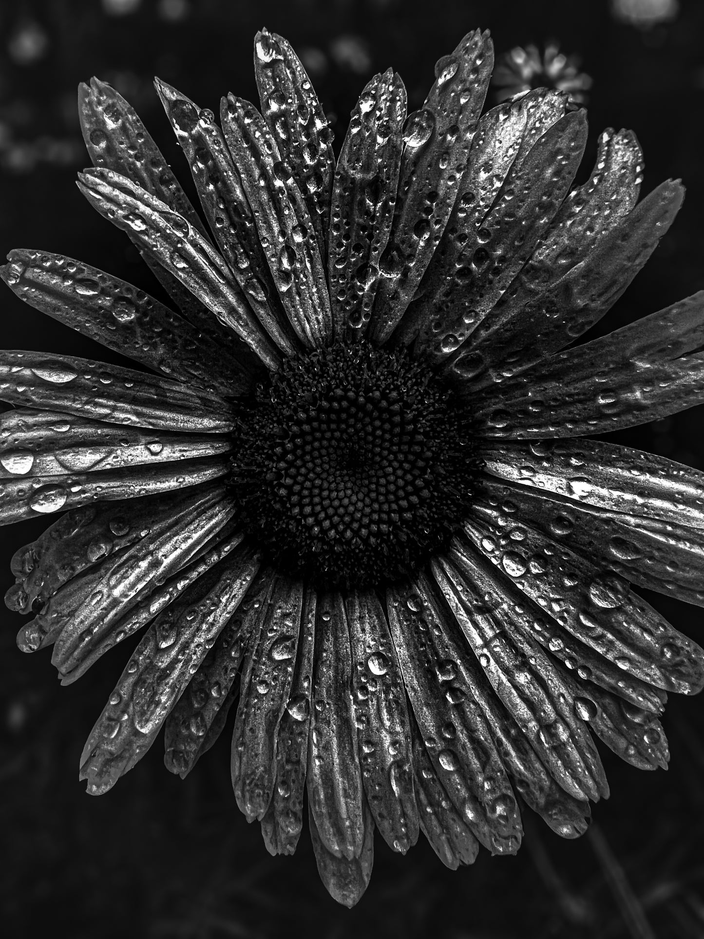 Black & White Magic Flower