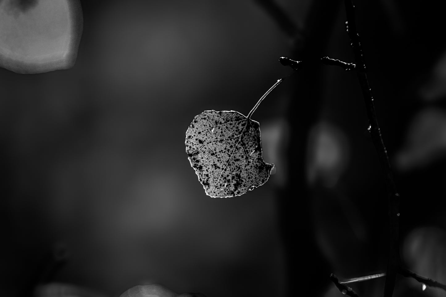 Black & White Lonely Leaf