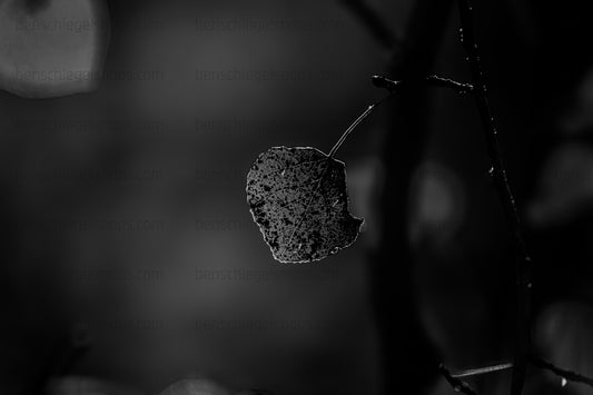 Black & White Lonely Leaf