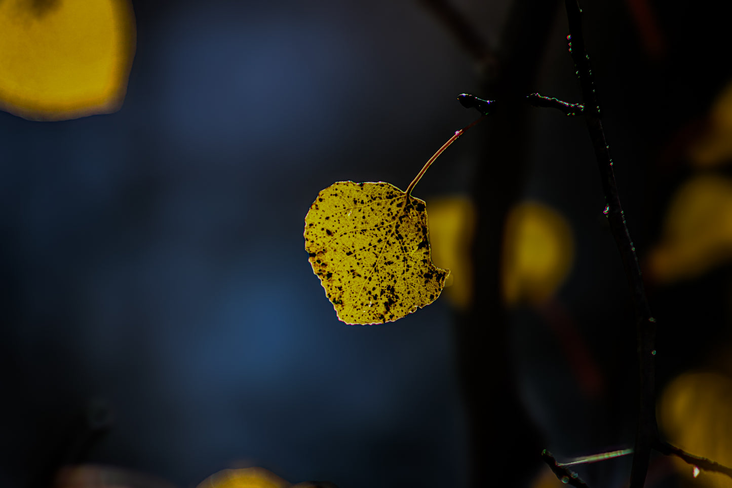 Color Lonely Leaf