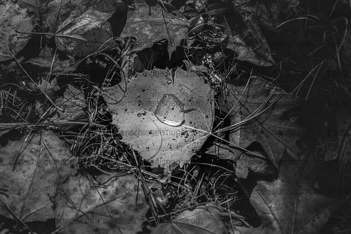 Black & white Leaf Pool