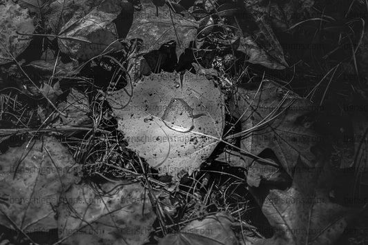 Black & white Leaf Pool