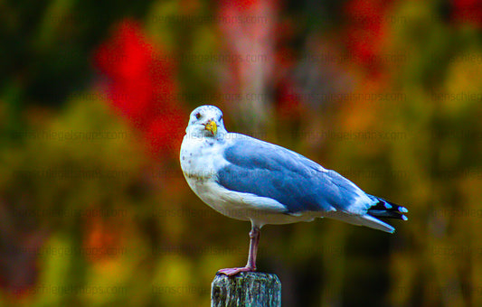 Color Posted Bird