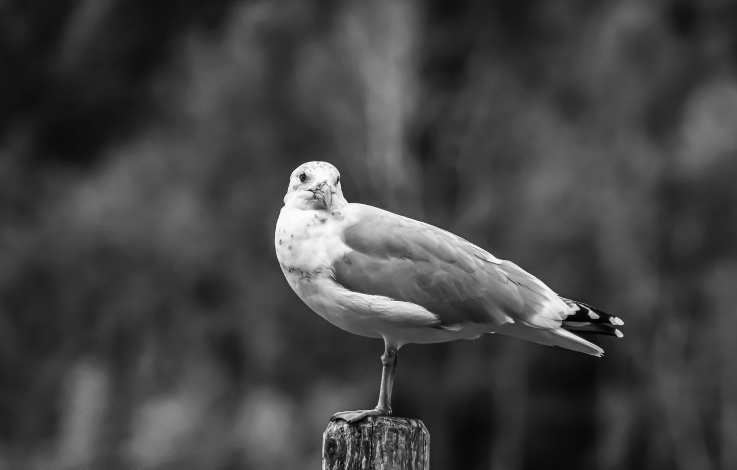 Black & White Posted Bird