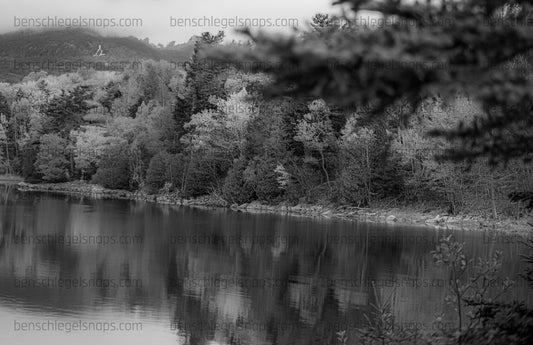 Black & White Lakeside Rainbow Forest