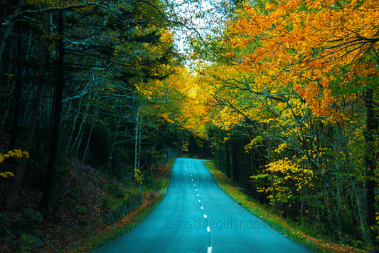 Color Fall Road