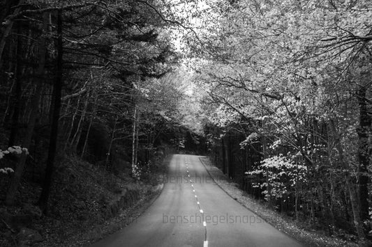 Black & White Fall Road