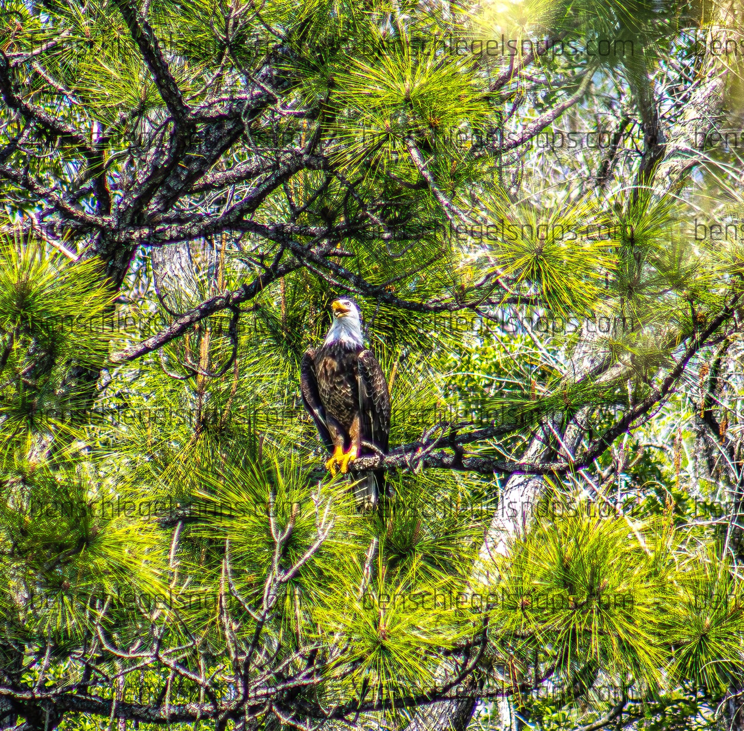 Color Perched Freedom