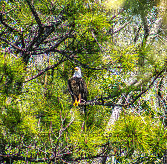 Color Perched Freedom