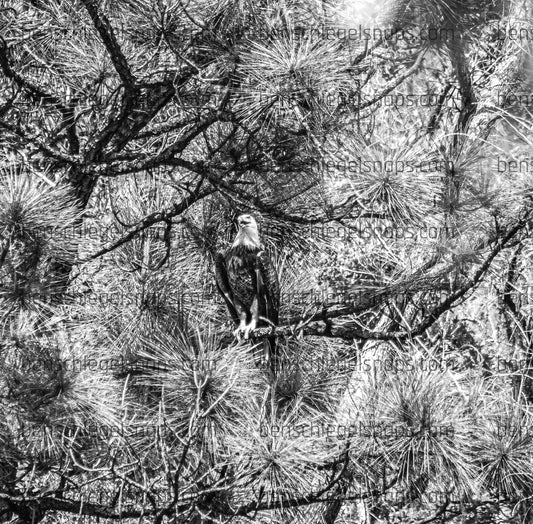 Black & White Perched Freedom