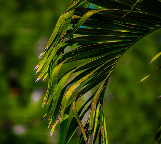 Color Palm Fan