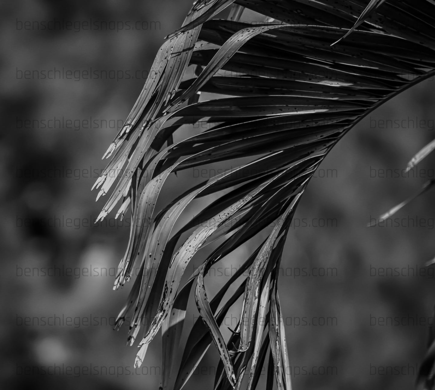 Black & White Palm Fan