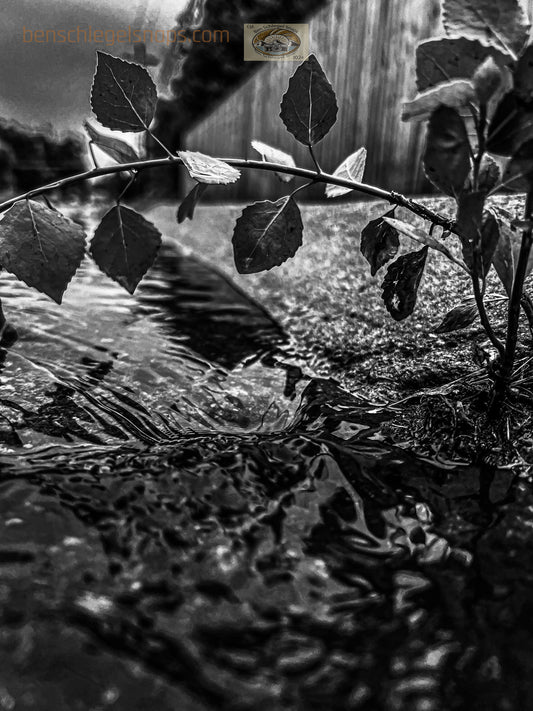 Black & White Tree Bridge