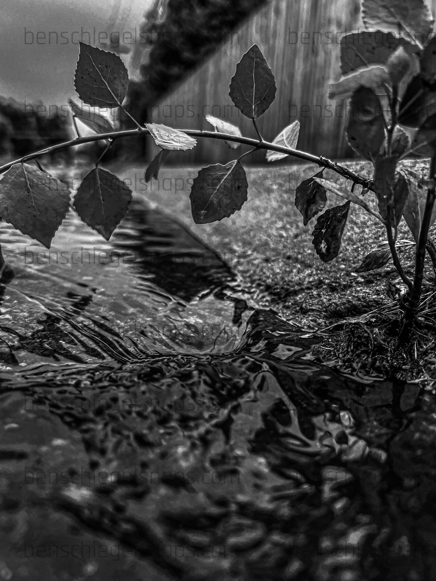 Black & White Tree Bridge