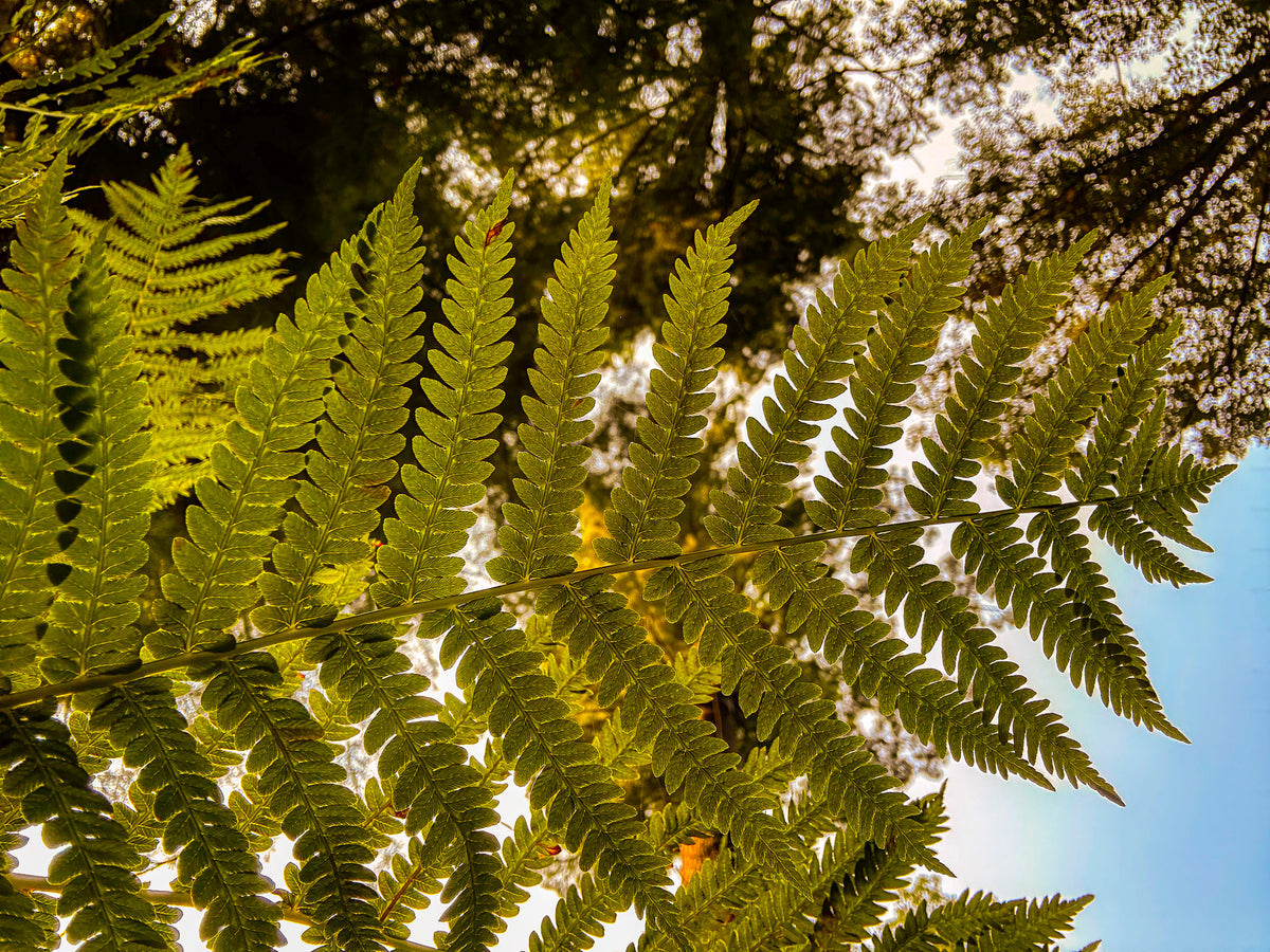 Color underside Fern