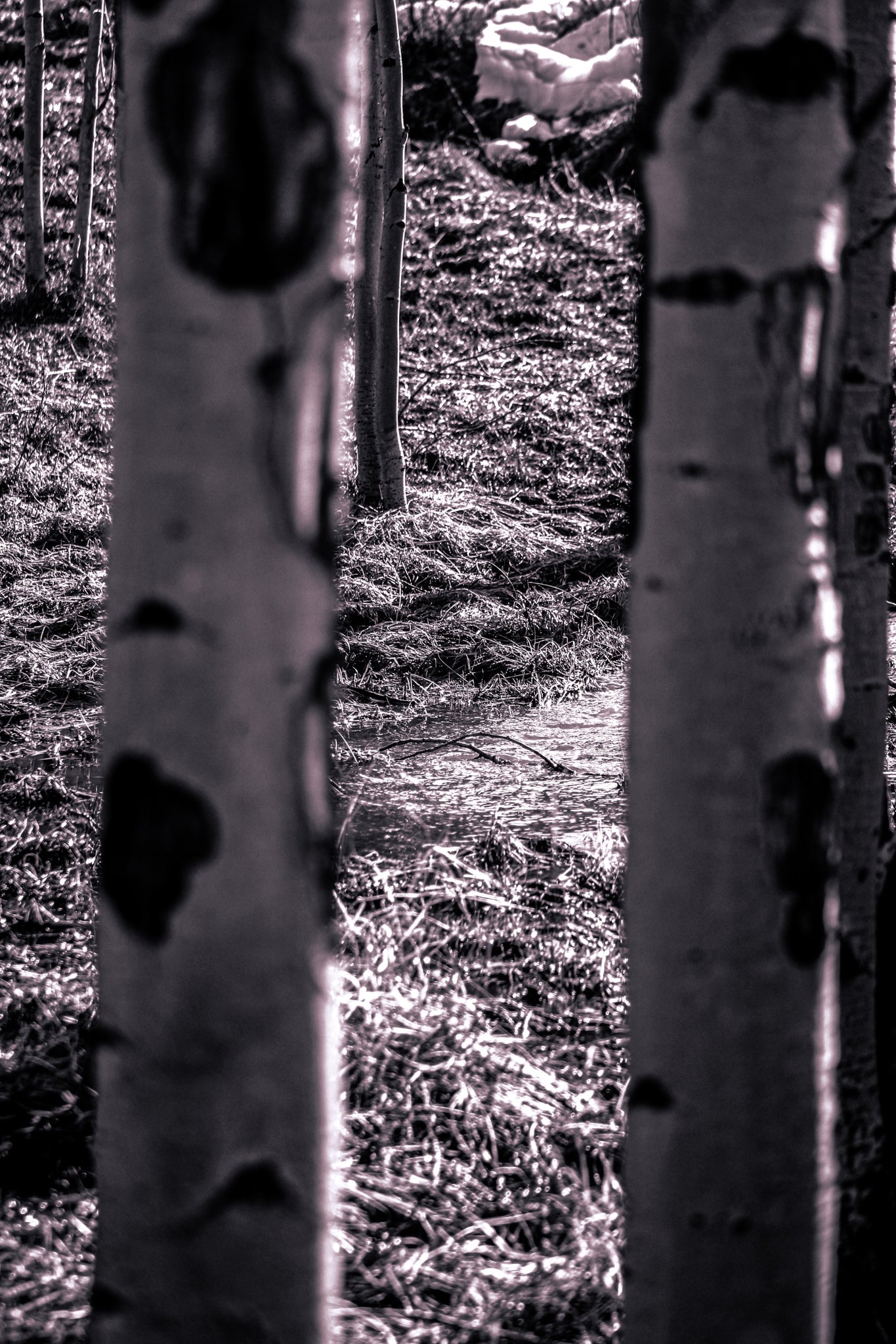 Black & white Portal Trees