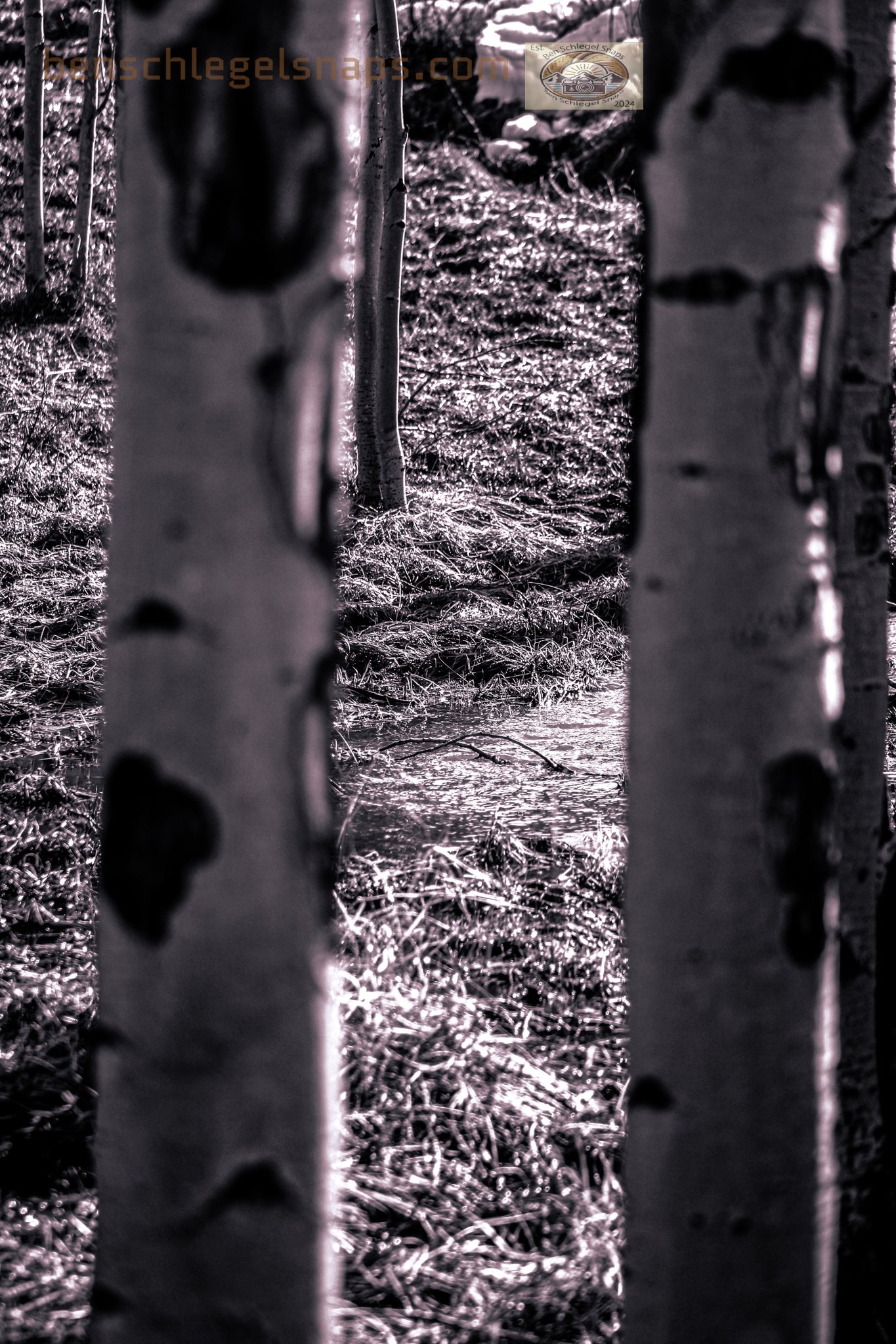 Black & white Portal Trees