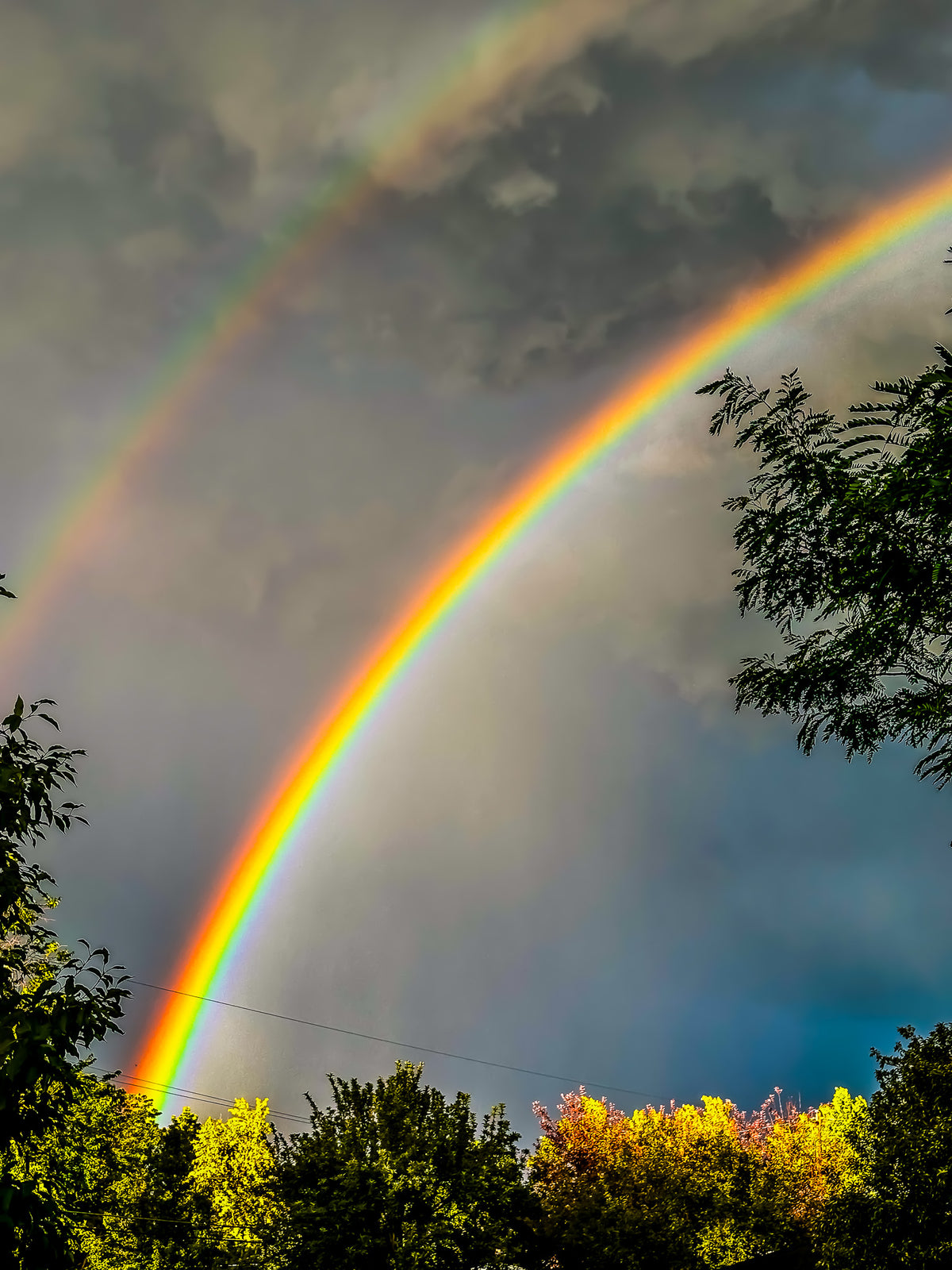 Color Treetop Double Rainbow