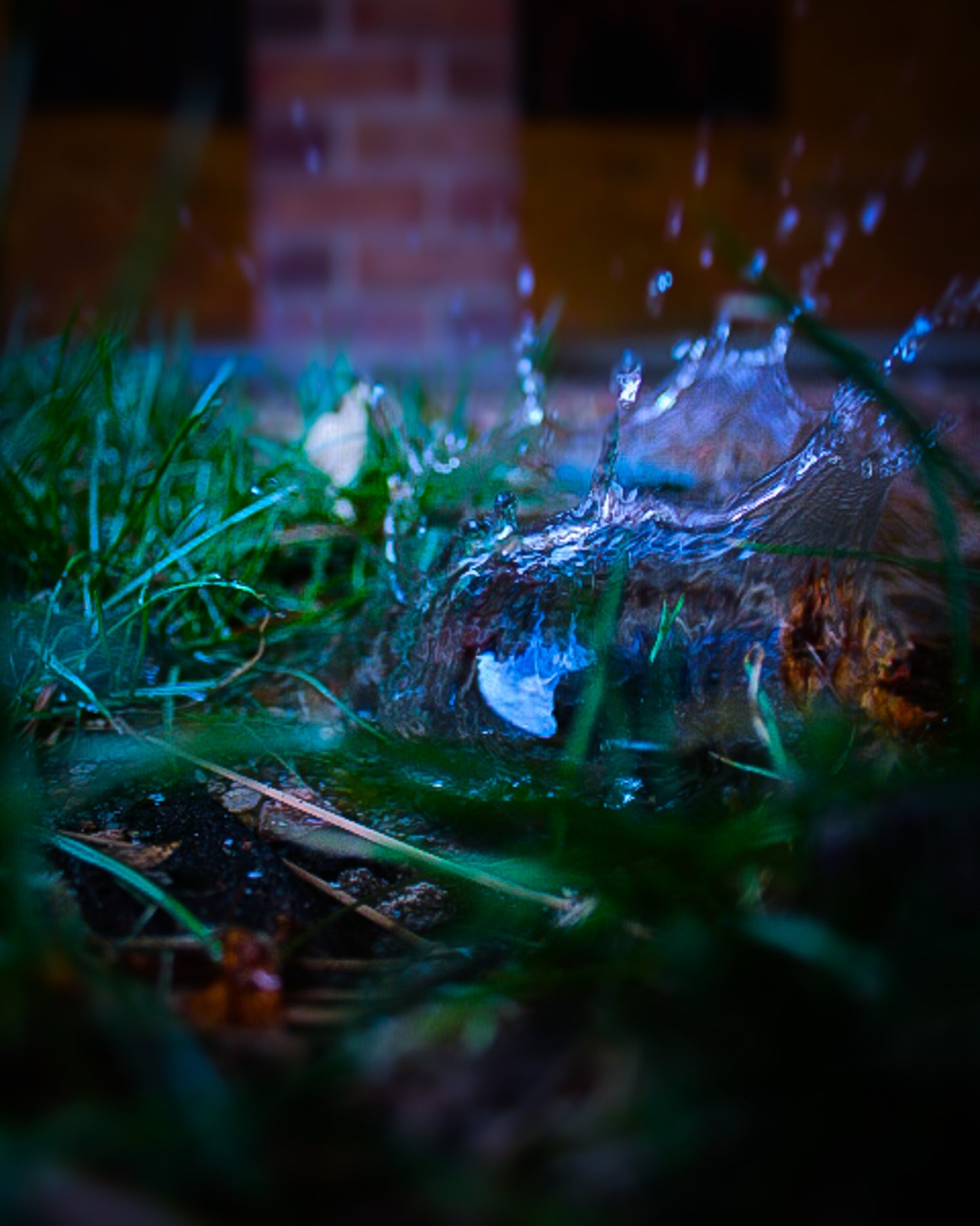 Color Lush Splash