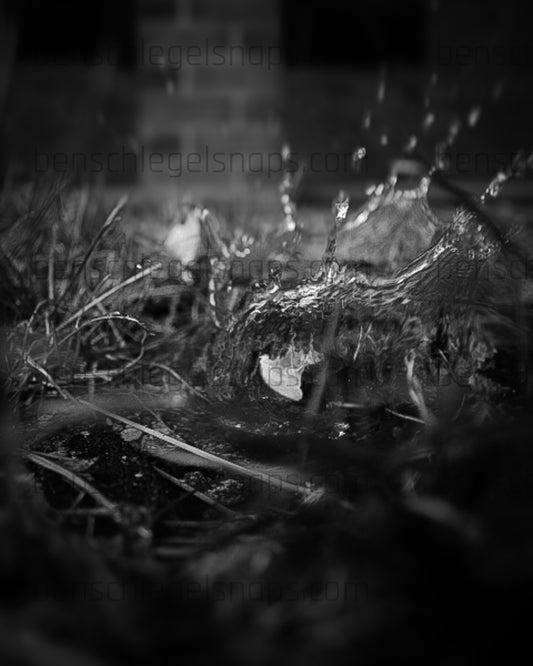 Black & White Lush Splash