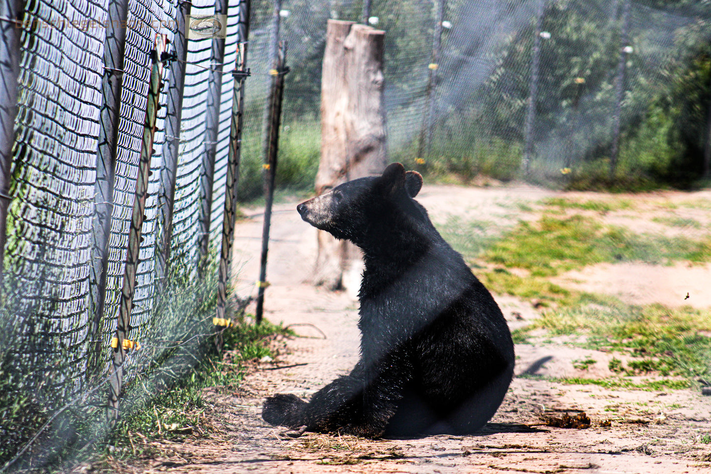 Color Lonely Enclosed Bear