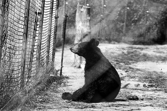 Black & White Lonely Enclosed Bear