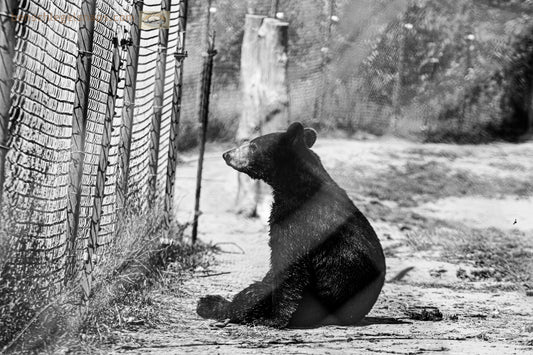 Black & White Lonely Enclosed Bear