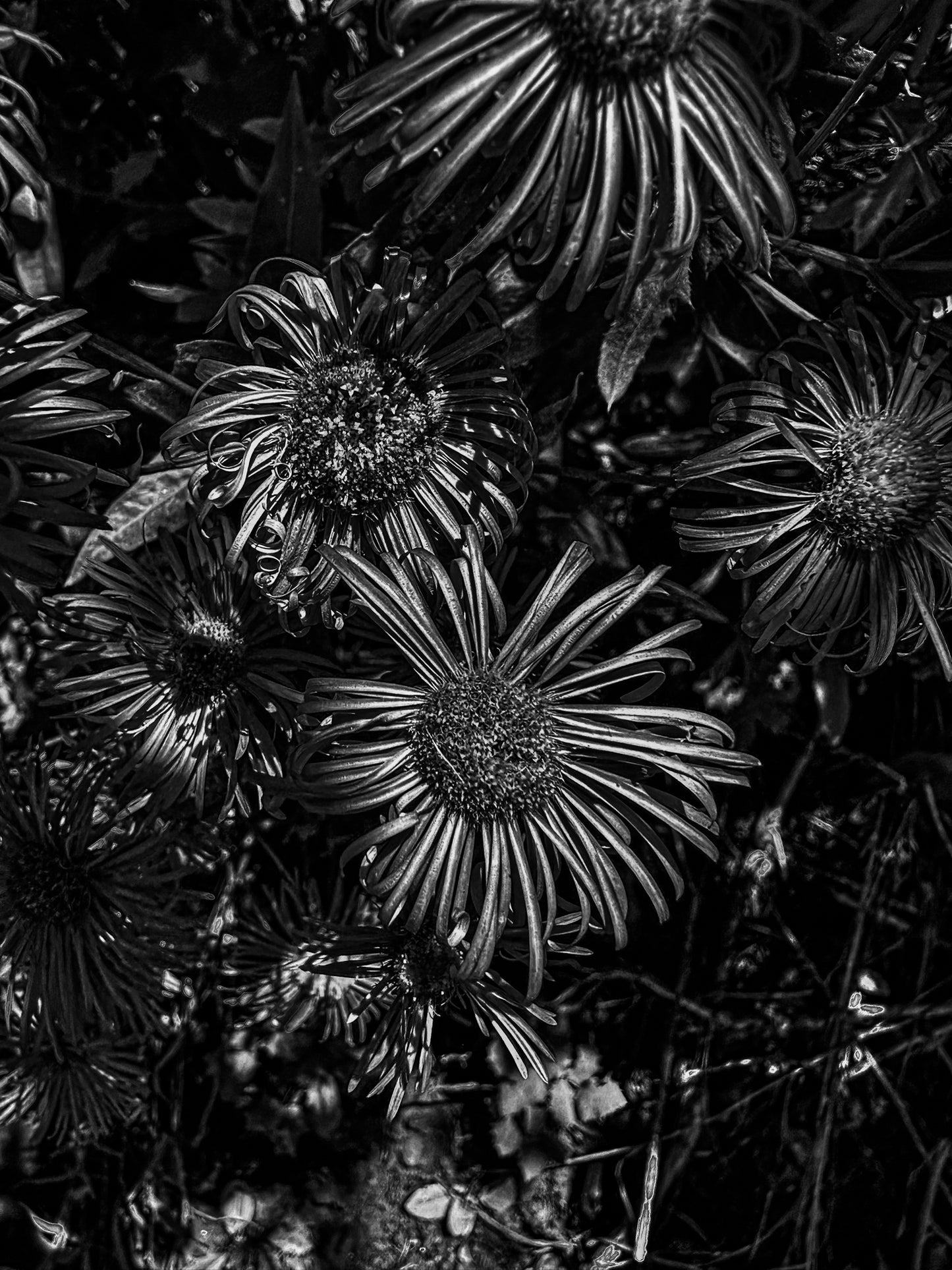 Black & White Flower Cluster