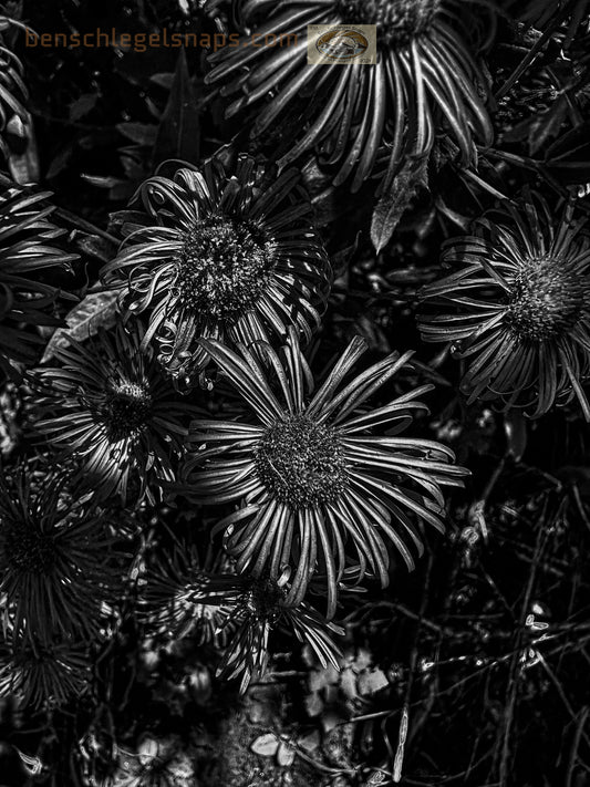 Black & White Flower Cluster