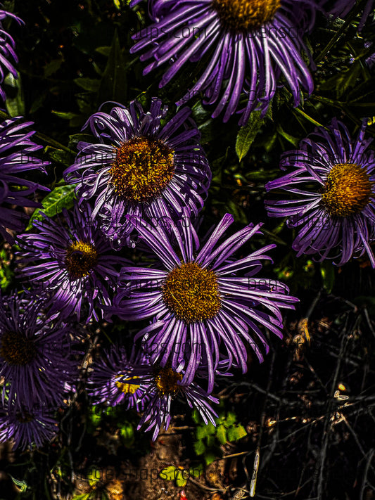 Color Flower Cluster