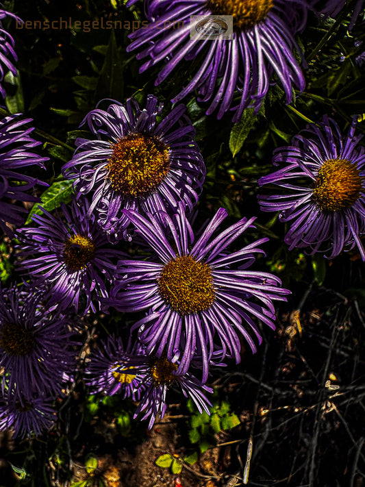 Color Flower Cluster