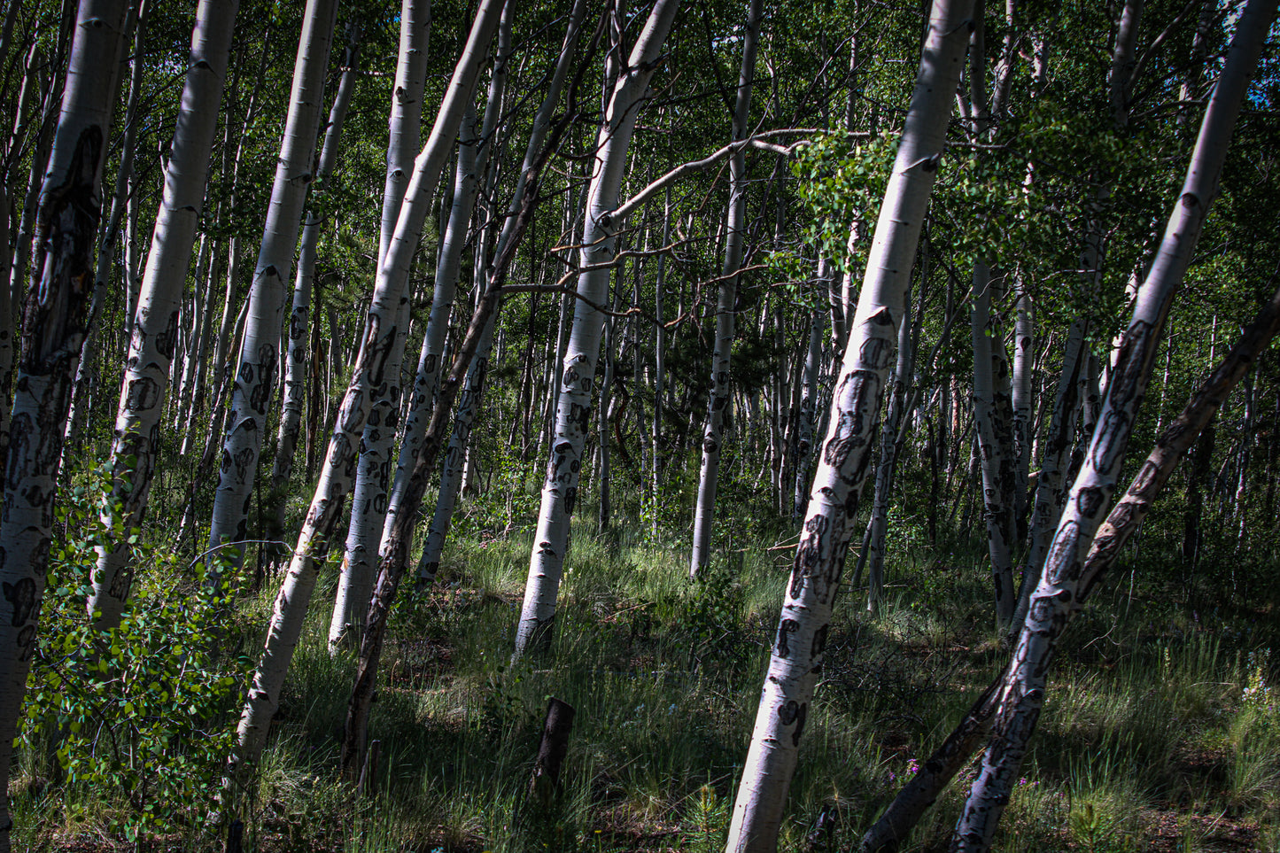 Color Birch Forest