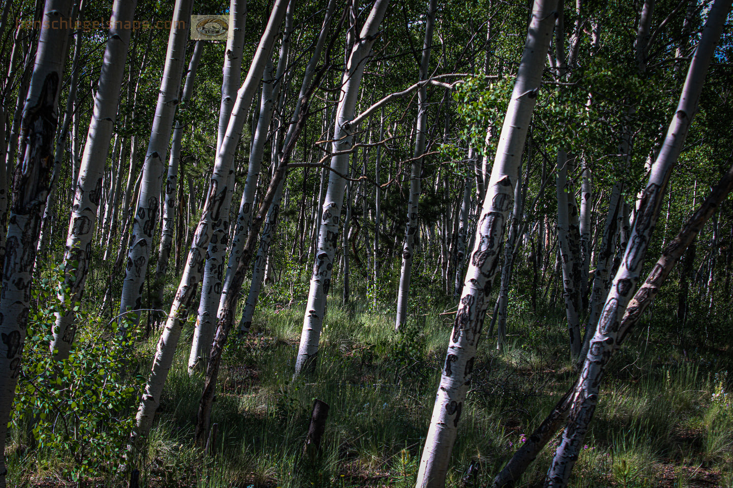 Color Birch Forest