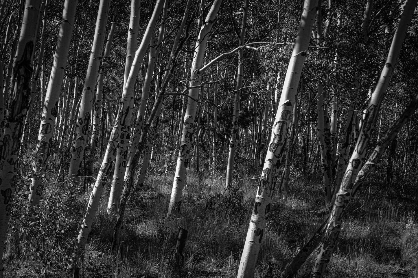 Black & White Birch Forest