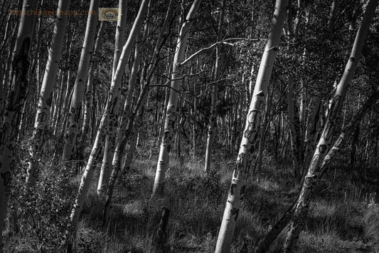 Black & White Birch Forest