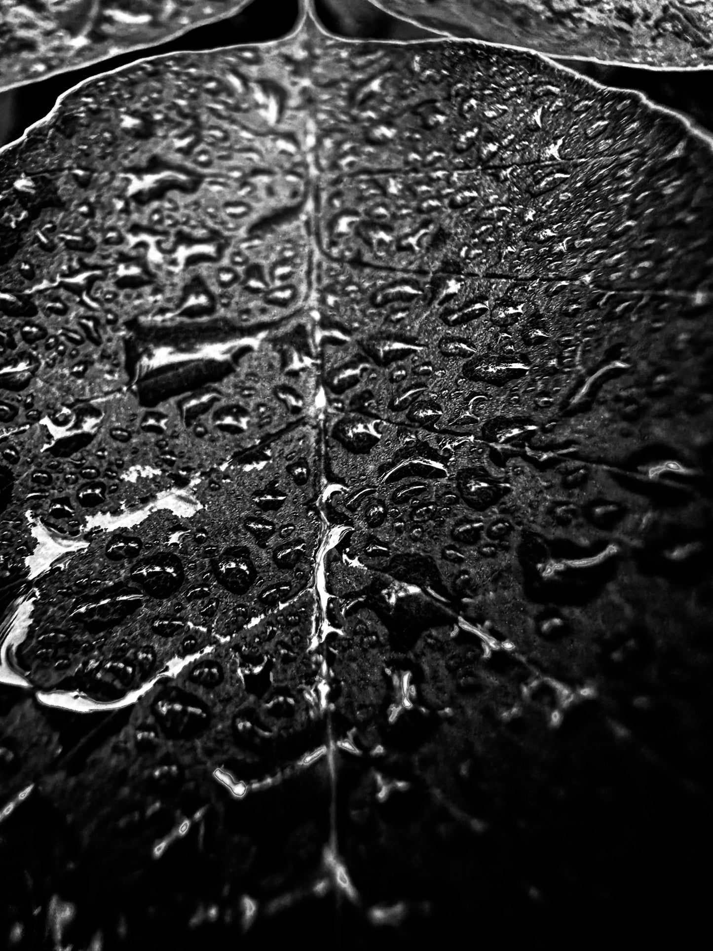 Black & White Water Leaf