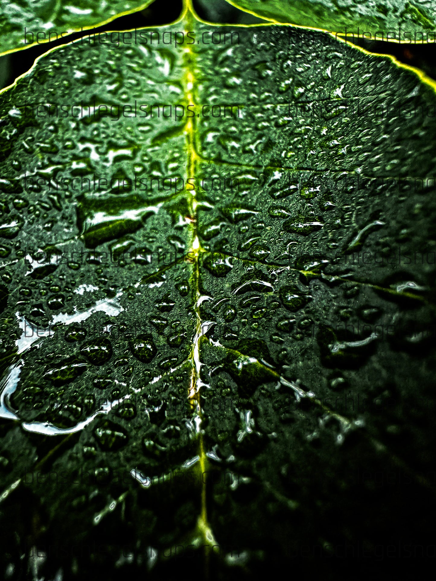 Color Water Leaf