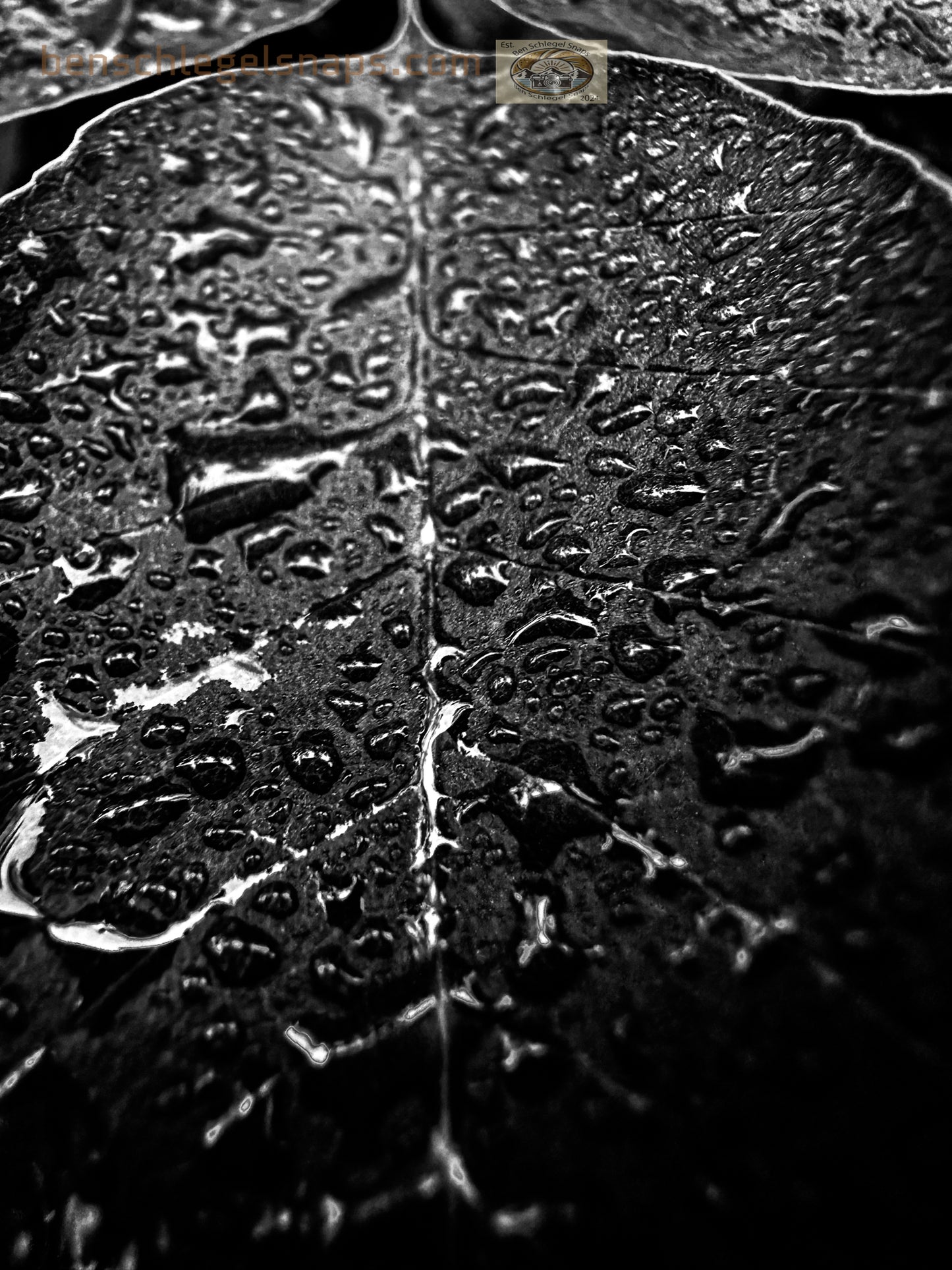 Black & White Water Leaf