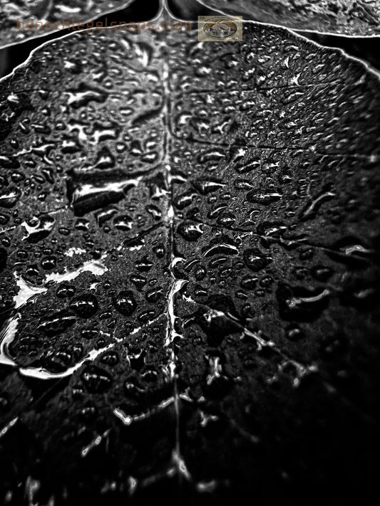 Black & White Water Leaf