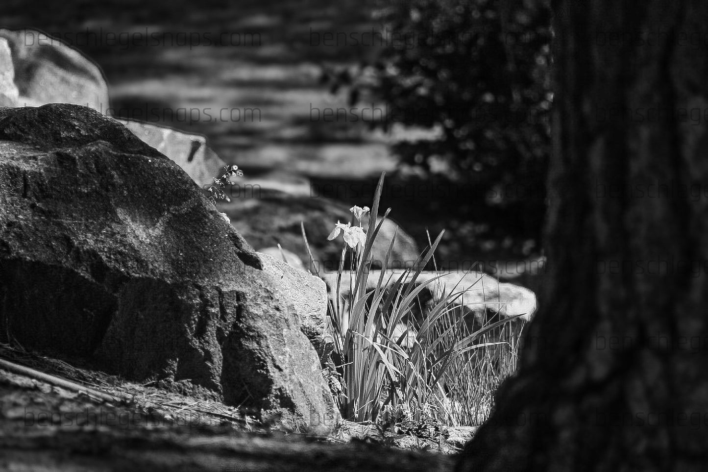 Black & White lonely Flower