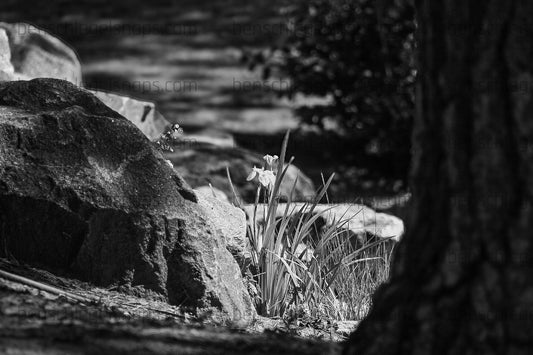 Black & White lonely Flower