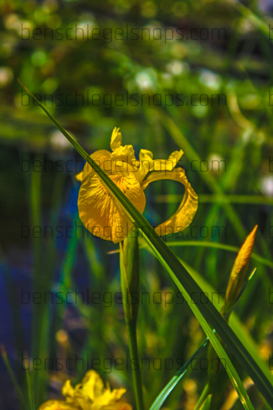 Color Grass Cut Flower