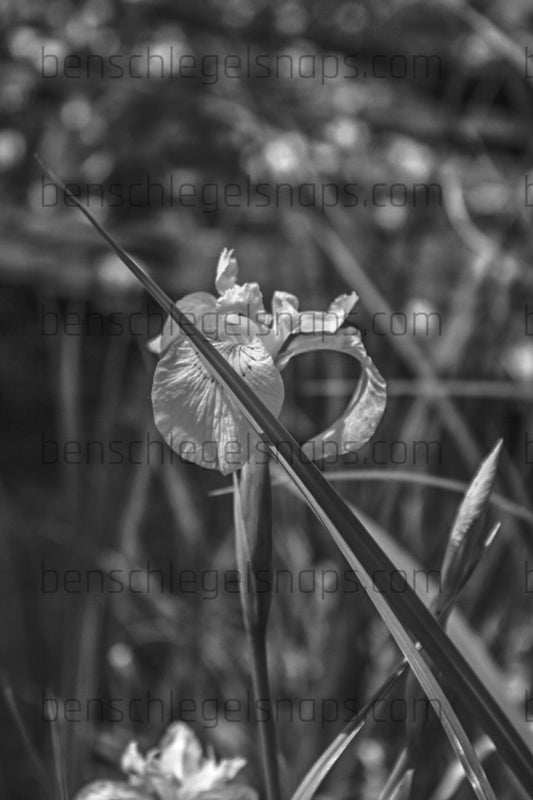 Black & White Grass Cut Flower