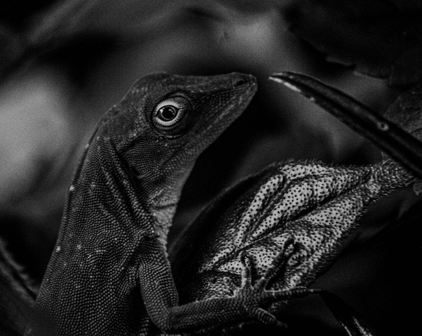 Black & White Curious Lizard