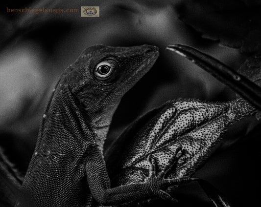 Black & White Curious Lizard