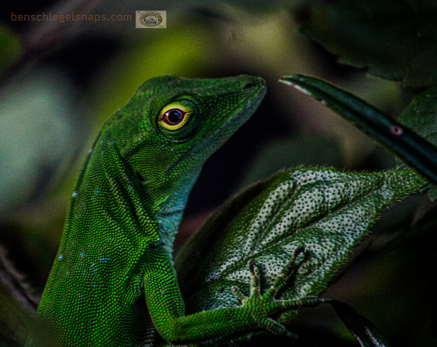 Color Curious Lizard